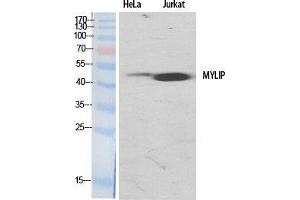 Western Blot (WB) analysis of specific cells using MYLIP Polyclonal Antibody. (MYLIP 抗体  (Internal Region))