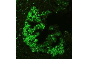 IF analysis of APEX1 using anti-APEX1 antibody (ABIN3043785). (APEX1 抗体  (AA 2-318))