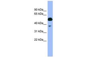 Image no. 1 for anti-Proteasome (Prosome, Macropain) 26S Subunit, ATPase, 4 (PSMC4) (N-Term) antibody (ABIN6741894)