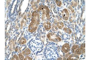 C6ORF21 antibody was used for immunohistochemistry at a concentration of 4-8 ug/ml to stain Epithelial cells of renal tubule (arrows) in Human Kidney. (LY6G6F 抗体  (N-Term))