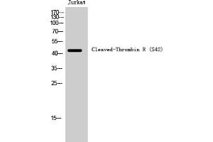 Western Blot analysis of Jurkat cells using Cleaved-Thrombin R (S42) Polyclonal Antibody.