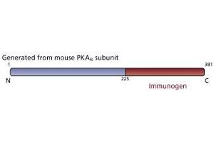 Image no. 3 for anti-CAMP-Dependent Protein Kinase R1 (PKA-R1) (AA 225-381) antibody (ABIN967791) (CAMP-Dependent Protein Kinase R1 (PKA-R1) (AA 225-381) 抗体)