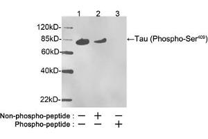 Western blot analysis of phosphorylated recombinant human Tau protein, stimulated by GSK3beta, using Rabbit Anti-Tau (Phospho-Ser409) Polyclonal Antibody (ABIN398574) Lane 1: Rabbit Anti-Tau (Phospho-Ser409) Polyclonal Antibody Lane 2: Rabbit Anti-Tau (Phospho-Ser409) Polyclonal Antibody pre-incubated with nonphoshpo-peptideLane 3: Rabbit Anti-Tau (Phospho-Ser409) Polyclonal Antibody pre-incubated with phoshpo-peptideSecondary Antibody: Goat Anti-Rabbit IgG (H&L) [HRP] (ABIN398323) The signal was developed with LumiSensorTM HRP Substrate Kit (ABIN769939) (tau 抗体  (pSer409))