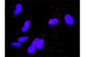 Proximity Ligation Analysis of protein-protein interactions between CCND3 and AREG. (Cyclin D3 抗体  (AA 1-292))