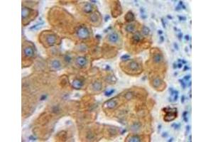 IHC-P analysis of Liver tissue, with DAB staining. (Emilin1 抗体  (AA 803-1016))
