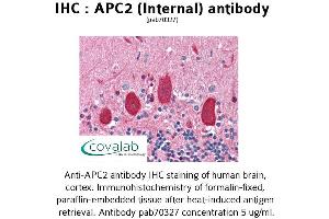 Image no. 1 for anti-APC Regulator of WNT Signaling Pathway 2 (APC2) (Internal Region) antibody (ABIN1731845) (APC2 抗体  (Internal Region))
