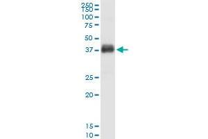 Immunoprecipitation of FCGR2B transfected lysate using anti-FCGR2B MaxPab rabbit polyclonal antibody and Protein A Magnetic Bead , and immunoblotted with FCGR2B purified MaxPab mouse polyclonal antibody (B01P) .