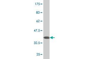 Western Blot detection against Immunogen (33. (Claudin 16 抗体  (AA 1-73))