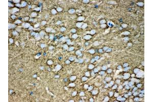 Anti- Munc18-1 Picoband antibody, IHC(P) IHC(P): Mouse Brain Tissue (STXBP1 抗体  (N-Term))
