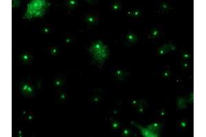 Anti-PGAM2 mouse monoclonal antibody (ABIN2454928) immunofluorescent staining of COS7 cells transiently transfected by pCMV6-ENTRY PGAM2 (RC200701). (PGAM2 抗体)