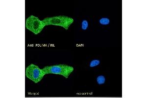 (ABIN185168) Immunofluorescence analysis of paraformaldehyde fixed U2OS cells, permeabilized with 0. (PDLIM4 抗体  (C-Term))