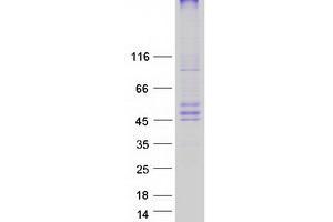 Western Blotting (WB) image for Ceramide Synthase 6 (CERS6) protein (Myc-DYKDDDDK Tag) (ABIN2724515)