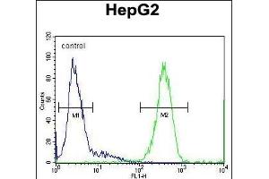 SOHLH1 Antibody (N-term) (ABIN654873 and ABIN2844530) flow cytometric analysis of HepG2 cells (right histogram) compared to a negative control cell (left histogram). (SOHLH1 抗体  (N-Term))
