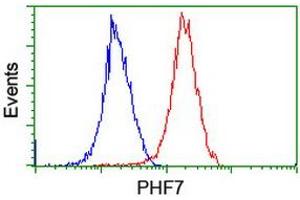 Image no. 16 for anti-PHD Finger Protein 7 (PHF7) (AA 155-381) antibody (ABIN1490975) (PHF7 抗体  (AA 155-381))