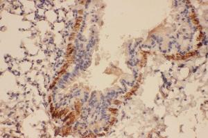 Immunohistochemistry (IHC) image for anti-Collagen, Type IV, alpha 2 (COL4A2) (AA 1697-1712), (C-Term) antibody (ABIN3042317)