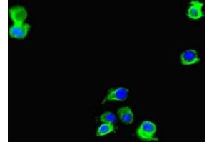 Immunofluorescent analysis of Hela cells using ABIN7150193 at dilution of 1:100 and Alexa Fluor 488-congugated AffiniPure Goat Anti-Rabbit IgG(H+L) (LIG3 抗体  (AA 809-928))