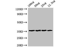 Western Blot Positive WB detected in Recombinant protein All lanes: ANXA13 antibody at 3 μg/mL Secondary Goat polyclonal to rabbit IgG at 1/50000 dilution predicted band size: 36 kDa observed band size: 36 kDa (Annexin A13 抗体  (AA 2-316))