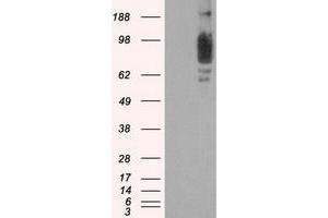 Western Blotting (WB) image for anti-SCY1-Like 3 (SCYL3) antibody (ABIN1500836) (SCYL3 抗体)
