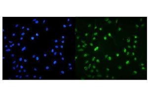 IF analysis of MNT using anti-MNT antibody (ABIN7601555). (MNT 抗体  (AA 381-564))