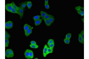 Immunofluorescent analysis of HepG2 cells using ABIN7146555 at dilution of 1:100 and Alexa Fluor 488-congugated AffiniPure Goat Anti-Rabbit IgG(H+L) (CNN2 抗体  (AA 2-309))