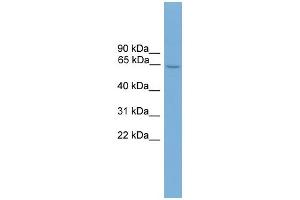 WB Suggested Anti-Hsf2 Antibody Titration:  0. (HSF2 抗体  (C-Term))