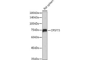 Western blot analysis of extracts of Rat spleen, using CPSF73 antibody (ABIN3015868, ABIN3015869, ABIN1679207, ABIN1679208 and ABIN7101452) at 1:1000 dilution. (CPSF3 抗体)