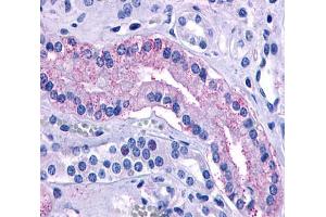 Anti-AVPR2 antibody  ABIN1048335 IHC staining of human kidney, renal tubules. (AVPR2 抗体  (Cytoplasmic Domain))