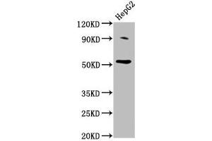 Western Blot Positive WB detected in: HepG2 whole cell lysate All lanes: U2AF2 antibody at 2 μg/mL Secondary Goat polyclonal to rabbit IgG at 1/50000 dilution Predicted band size: 54 kDa Observed band size: 54 kDa (U2AF2 抗体  (AA 124-246))