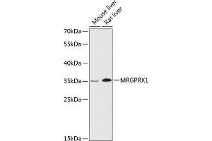 Western blot analysis of extracts of various cell lines using MRGPRX1 Polyclonal Antibody at dilution of 1:3000. (MRGPRX1 抗体)
