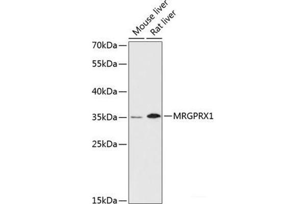 MRGPRX1 抗体