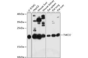 Western blot analysis of extracts of various cell lines, using TMED2 antibody (ABIN7270943) at 1:1000 dilution. (TMED2 抗体  (AA 60-170))