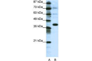 WB Suggested Anti-JUN Antibody Titration:  1. (C-JUN 抗体  (N-Term))