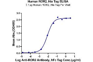 ELISA image for Receptor Tyrosine Kinase-Like Orphan Receptor 2 (ROR2) (AA 34-403) protein (His-Avi Tag) (ABIN7275534)