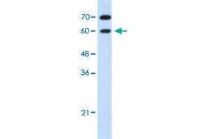 Western Blot analysis of HepG2 cell lysate with DMRT2 polyclonal antibody  at 1. (DMRT2 抗体  (N-Term))