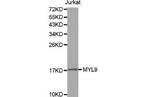 Western blot analysis of extracts of Jurkat cell line, using MYL9 antibody. (MYL9 抗体  (AA 1-100))