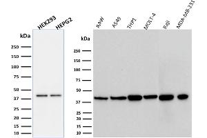 ABIN6383847 to PD-L1 was successfully used to stain an approx. (PD-L1 抗体  (Extracellular Domain))