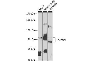Western blot analysis of extracts of various cell lines, using ATMIN antibody (ABIN6131069, ABIN6137283, ABIN6137284 and ABIN6223095) at 1:1000 dilution. (ATM Interactor 抗体  (AA 160-360))