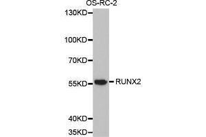 Western blot analysis of extracts of OS-RC-2 cell lines, using RUNX2 antibody. (RUNX2 抗体  (AA 242-521))