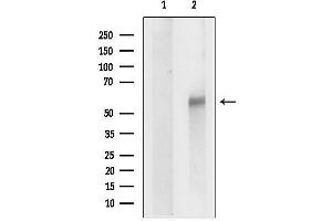 Western blot analysis of lysates from Hela cells, using MO Antibody.
