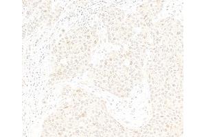 anti-Cell Division Cycle 20 Homolog (S. Cerevisiae) (CDC20) (AA 449-499) antibody