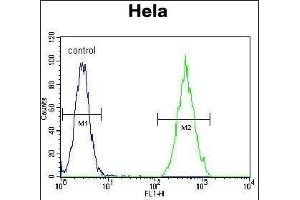 RARA Antibody (C-term) (ABIN657770 and ABIN2846746) flow cytometric analysis of Hela cells (right histogram) compared to a negative control cell (left histogram). (Retinoic Acid Receptor alpha 抗体  (C-Term))