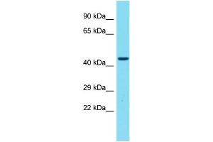Host: Rabbit Target Name: GPR173 Sample Type: 721_B Whole Cell lysates Antibody Dilution: 1. (GPR173 抗体  (C-Term))