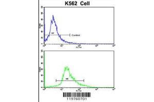 Flow cytometric analysis of K562 cells using CCRN4L Antibody (bottom histogram) compared to a negative control cell (top histogram).