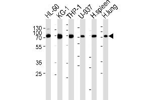Western blot analysis of lysates from HL-60, KG-1, THP-1, U-937 cell line , human spleen and lung tissue lysate(from left to right), using IL8RB Antibody (N-term) (ABIN6243608 and ABIN6577433). (CXCR2 抗体  (N-Term))