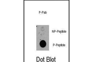Dot blot analysis of anti-RPS6KA1-p Pab (R) on nitrocellulose membrane. (RPS6KA1 抗体  (pThr359))