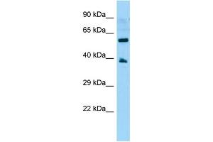 WB Suggested Anti-GPR78 Antibody Titration: 1.