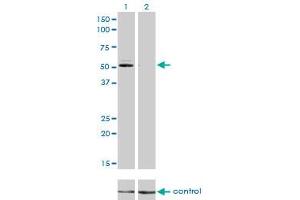 Western blot analysis of GSR over-expressed 293 cell line, cotransfected with GSR Validated Chimera RNAi (Lane 2) or non-transfected control (Lane 1). (Glutathione Reductase 抗体  (AA 413-522))