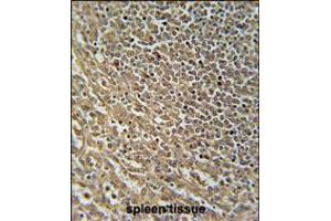 RASAL3 Antibody immunohistochemistry analysis in formalin fixed and paraffin embedded human spleen tissue followed by peroxidase conjugation of the secondary antibody and DAB staining. (RASAL3 抗体  (C-Term))