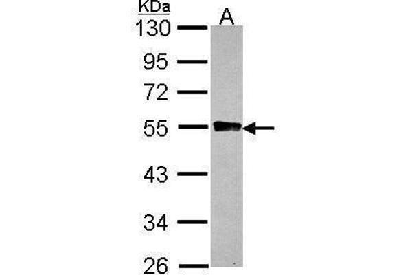 Glycogenin 2 抗体  (N-Term)