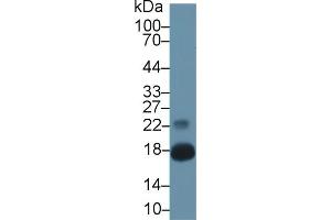 Western Blot; Sample: Mouse Pancreas lysate; Primary Ab: 1µg/ml Rabbit Anti-Mouse CHEM Antibody Second Ab: 0. (Chemerin 抗体  (AA 21-155))
